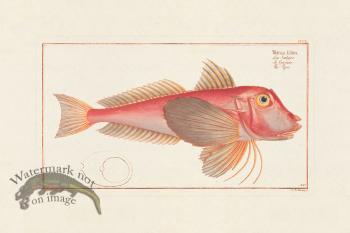 BLOCH FISH 350